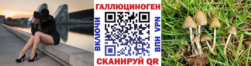 Галлюциногенные грибы Psilocybine cubensis  Купить где  Королёв 